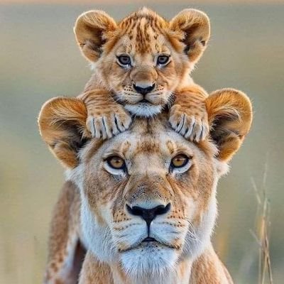 Tamervip11's profile picture. ابحث عن مستثمر عقاري لمشاريع دخلها ممتاز ان شاء الله...