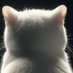 Dorothy (@noturtypicalbb_) Twitter profile photo Dorothy (@noturtypicalbb_) Twitter profile photo