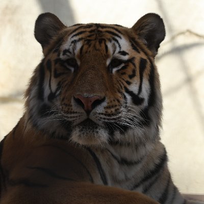 zoido_zoo's profile picture. 【旧名:ゾーイド】別垢→@sol_44271
無言フォロー失礼します！
動物ヲタの獣医志望の高2
乗り物\APEX\YOASOBI\乃木坂(さとりか、うるみん)

いいね、リポストbotと化してますがあしからず…