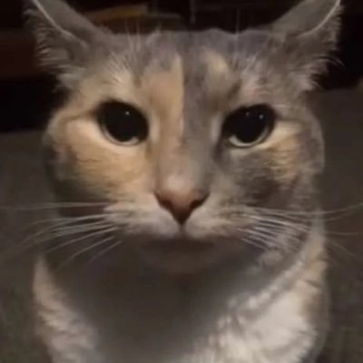 yashseesghosts's profile picture. hello