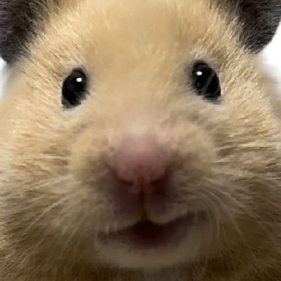 asbhzhrq's profile picture. in the dark i grew