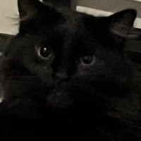 Wheat (@wheatmister) 's Twitter Profile