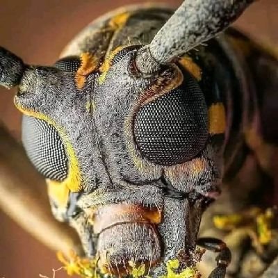 shaban_swalehe's profile picture. 