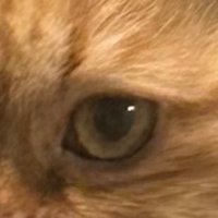 Cat Balou (@baloucat) 's Twitter Profile