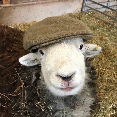 Orthodox Christian, Angler, English, Anglo-Prep and wool enjoyer