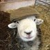 ๐ฒWool Wearer โฆ๏ธ (@kiefer_wool) Twitter profile photo ๐ฒWool Wearer โฆ๏ธ (@kiefer_wool) Twitter profile photo