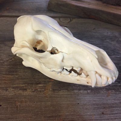 pavementburner's profile picture. Just an old head who loves crypto. #Arcblock #Pangolin #PNG #Aerodrome #XYO #bitcoin #welsh