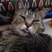 Pisellino (@anakinskyw70583) 's Twitter Profile