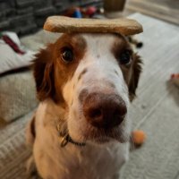 CrimsonlitVoid (@crimsonlitvoid) 's Twitter Profile