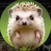 Hedgehog's Quest (@hedgehogsquest) Twitter profile photo Hedgehog's Quest (@hedgehogsquest) Twitter profile photo
