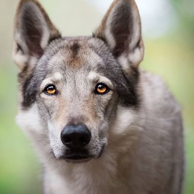 PatronSolana's profile picture. #Dogs #Wolves #Crypto