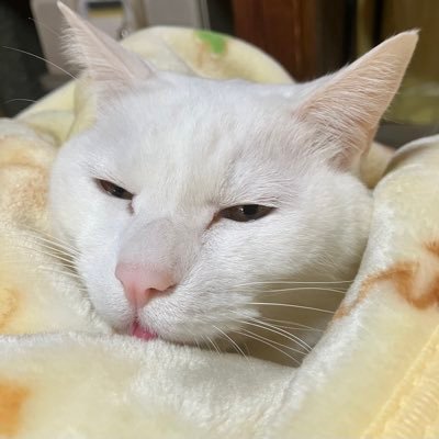 懸賞好き💕節約の為、コツコツ懸賞に応募中🌸猫🐱韓国ドラマ🌈キムナムギル💖ソガンジュン💖スイーツ🍰雑貨🤗可愛いもの好き🥰企業懸賞メイン・RT多め🌟当選報告必ずします🍀懸賞仲間さんフォロバ😊 #虎吉の当選報告
