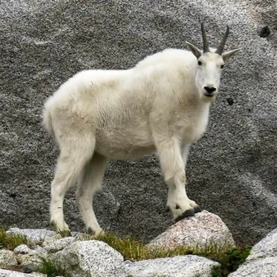 acceptedwheat12's profile picture. 