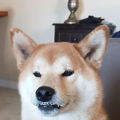 Jason59780800's profile picture. Labrador Eskimo 
With a slice of Gump
Disputed Territory
decipher or be F....
#LOLmediaheid #quoteLG
@LabradorEskimo