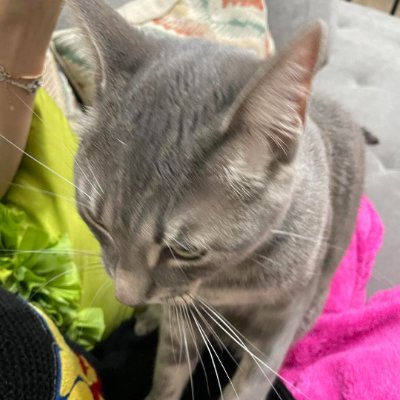 jaya_botak's profile picture. I'm a collector. I collect things like porcelain, paintings, bronze, jade, antique coins, art, and a whole bunch of other stuff. #Antiques #Collector #Art