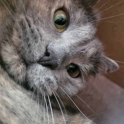 Gextaha44's profile picture. 