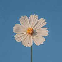 Joman (@emantarek668388) 's Twitter Profile