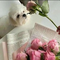 𝑺𝑯𝑨𝑯𝑫 🌸 (@shahdgamal345) 's Twitter Profile