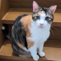 🐈️無香料🇯🇵🇺🇦🇮🇱 (@clipboard76) 's Twitter Profile