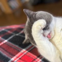 momotora9🦫🐒 (@momotora1972) Twitter profile photo