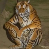 grubinho (@grubinhogaucho1) 's Twitter Profile
