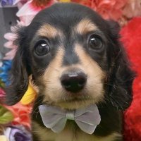ドウェイン福助 (@dwayne_fukusuke) 's Twitter Profile