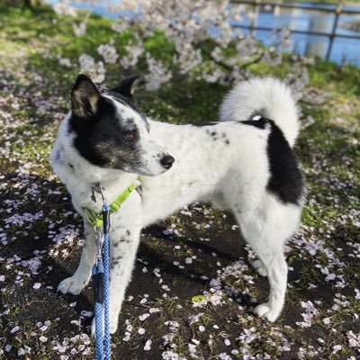polarisutah's profile picture. 中型犬雑種 元保護犬 家庭犬6年目 べびおじ／そして春生まれのニューカマー