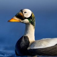 Josh (@ayeeider) 's Twitter Profile Photo