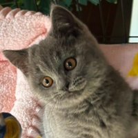 🐈⸒⸒⸒⸒⸒⸒⸒⸒ (@yokikanaaaaa_) 's Twitter Profile