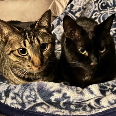 2cat_0828's profile picture. 保護猫団体【猫の里親を探す会】から2匹の可愛い子猫を譲り受けました。旧名：ミシマ・ミクロン→新名：レイ・ノア🐈 夫婦2人で呟きます。猫好きさんと繋がりたいです🐱