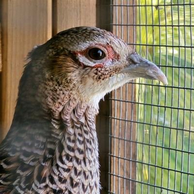 ThreadedLeaves's profile picture. 