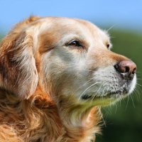 David Goldberg (@gratefulpaws60) 's Twitter Profile Photo David Goldberg (@gratefulpaws60) 's Twitter Profile Photo