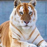 @Zimbaplvruz🇵🇦🇹🇷💚🕺 (@zimbaplvruz) 's Twitter Profile