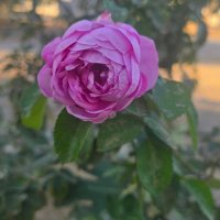 أبو محمد (@p9o8i7u6y5fr) 's Twitter Profile Photo أبو محمد (@p9o8i7u6y5fr) 's Twitter Profile Photo