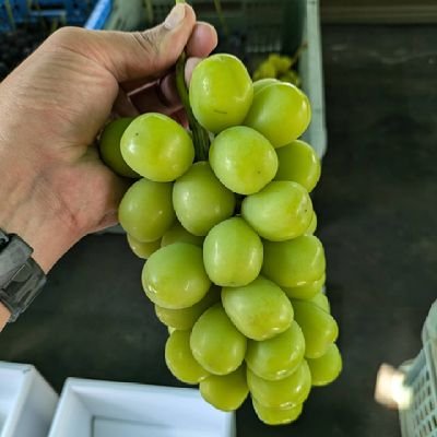 shinebudou's profile picture. 山梨市万力地区の農家達が、自作のブドウを持ち寄って直売します。

営業時間
毎週土日（祝）
8:00〜11:00
閉店後は出荷作業のため短くてゴメンナサイ

#生産者直売
#シャインマスカット
#サンシャインレッド
#クイーンニーナ　
#富士の輝　　　などなど