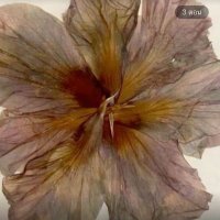 TrashToxic (@ttrachoonit) 's Twitter Profile