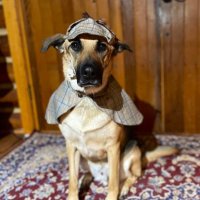 Detective Dug π¨π¦ (@detectivedugdog) 's Twitter Profile