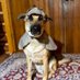 Detective Dug 🇨🇦 (@detectivedugdog) Twitter profile photo Detective Dug 🇨🇦 (@detectivedugdog) Twitter profile photo