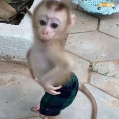 St00piiDMonKeee's profile picture. 