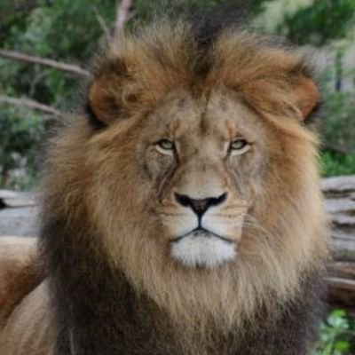 Stand up, don't stand back 🦁 Common sense & the ability to express myself. BoomerX . I don't respond to DM's, sorry 😇