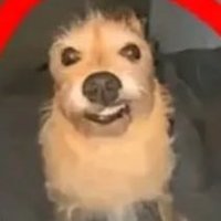 paku (@thegrassisclean) 's Twitter Profile