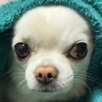 サイン-NT (@signny_nt) 's Twitter Profile