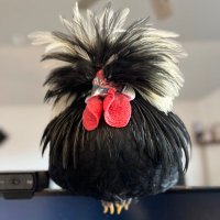 🏴☠️ bun (@ninjabunny9000) 's Twitter Profile