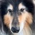 SamRow 🐶🐈⬛🐾 (@samrow101) Twitter profile photo SamRow 🐶🐈⬛🐾 (@samrow101) Twitter profile photo