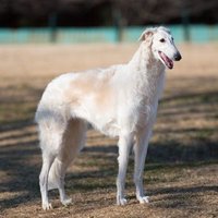 ココゾイ🐶(狂犬) (@217_nim) 's Twitter Profile Photo ココゾイ🐶(狂犬) (@217_nim) 's Twitter Profile Photo