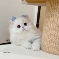 琴 (@k0to_27) Twitter profile photo