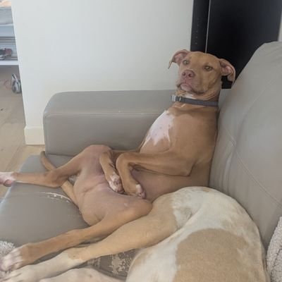 Willsypro's profile picture. 