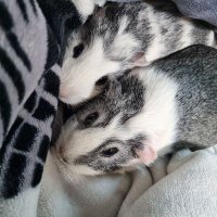 메밀초코청포우무 (@memilman) 's Twitter Profile Photo