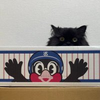 さ@育休テレビ観戦勢 (@s_n_llows) 's Twitter Profile