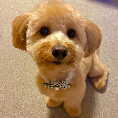 @meets72が凍結になったので別垢を作りました。
大好きなハワイとレース関係、カメラや美味しい食べ物も大好き。趣味と日常の出来事、ポートレート写真をツィートします。Instagram は@meets72でやってます。フォローも宜しくお願い致します